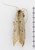 Brachmia inornatella